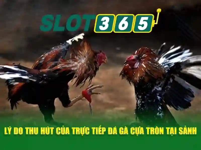 Slot365: Đánh giá và khám phá casino xèng trực tuyến