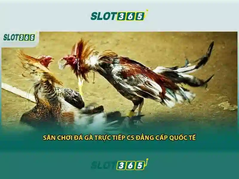 game bài Slot365 – Tổng quan và đánh giá Slot365